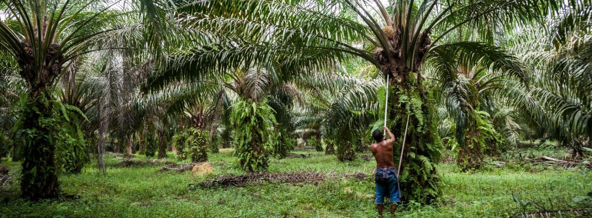 Nie taki zły olej palmowy, jeśli pochodzi ze sprawdzonych i certyfikowanych upraw